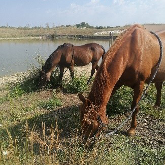 Chevaux Chevaux